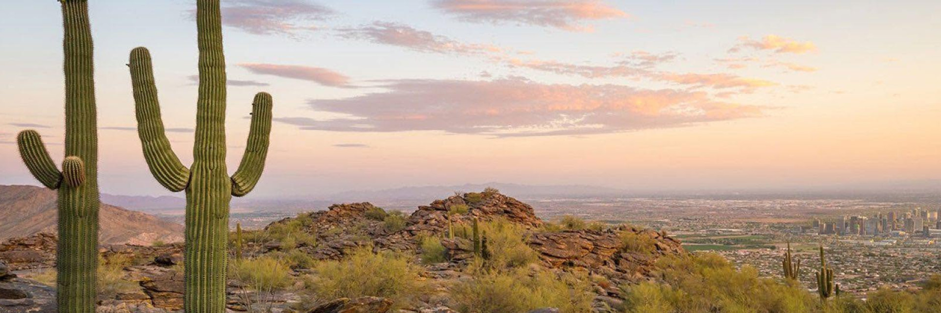 Desert Landscape with Cactus